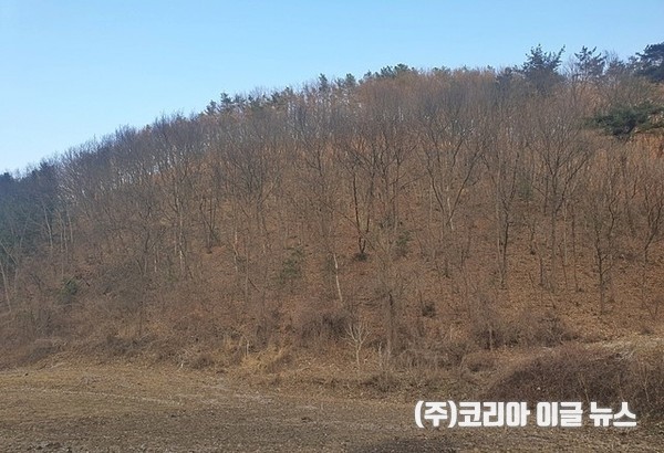 세종시 국가 스마트산업단지 인근에 766명이 소유주로 등기된 야산 모습. 2021. 03.11.