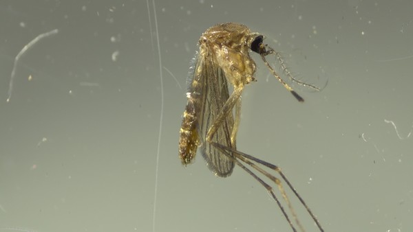 일본뇌염 매개 모기인 작은빨간집모기 모습