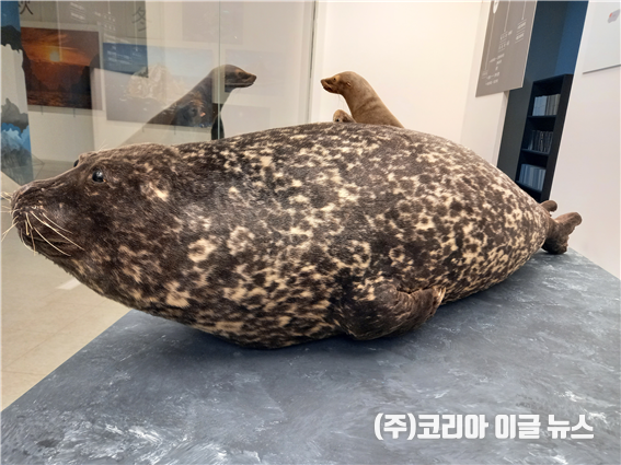 부산시 해양자연사박물관, 2022년 1월 이달의 해양자연사 전시품 ‘참물범’ 선정