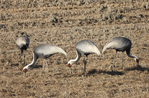 (사진제공/창녕군)