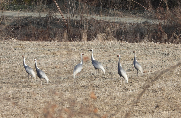 (사진제공/창녕군)