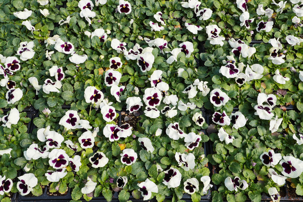 (사진제공/안동시_팬지)