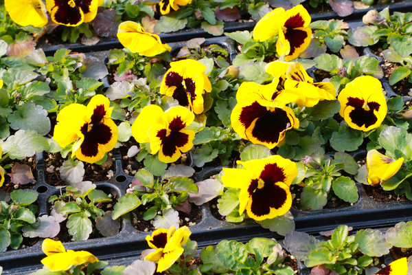 (사진제공/안동시_팬지)