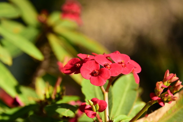 (사진제공/대구시_기린초)