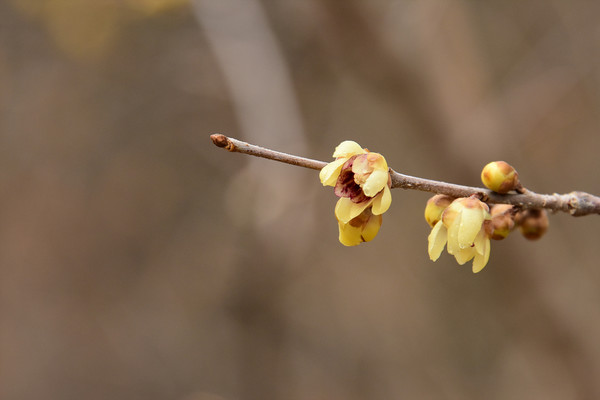(사진제공/대구시_납매)