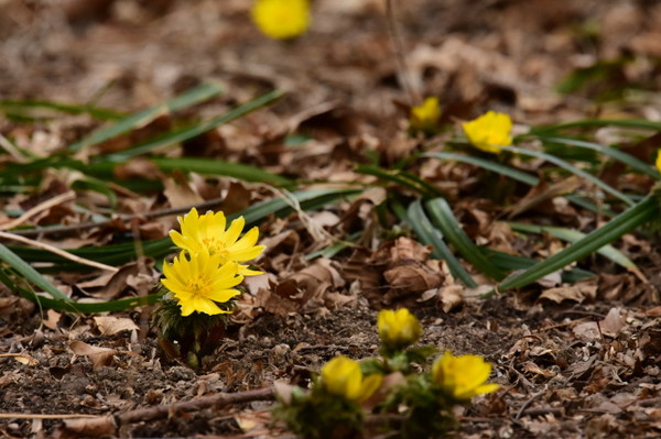 (사진제공/대구시_복수초)