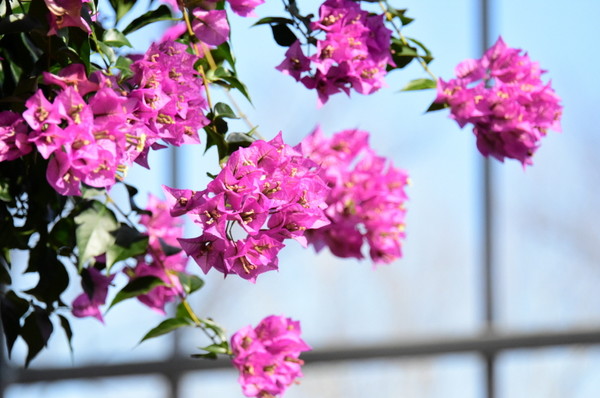 (사진제공/대구시_부겐빌레아)