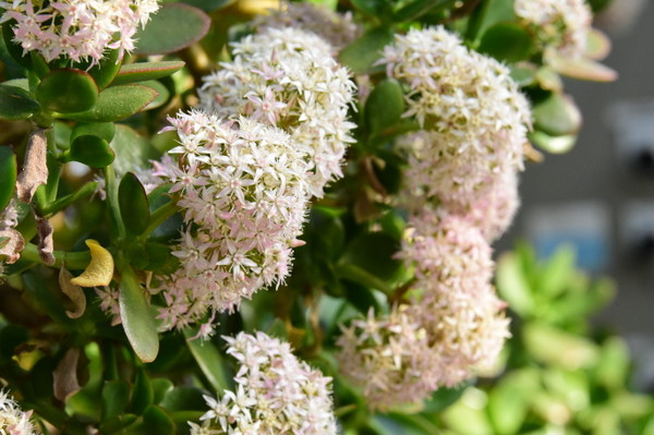 (사진제공/대구시_은행목)