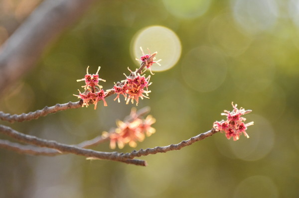 (사진제공/대구시_풍년화)