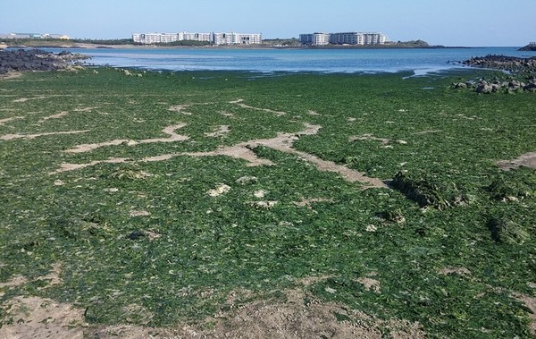  제주도 서귀포시 신양리 해안가를 덮은 구멍갈파래. (사진=제주테크노파크 제공) 2022.05.25.