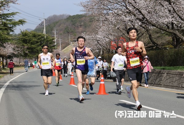 합천군, 제23회 합천벚꽃마라톤대회 성료 (사진/제공=합천군)