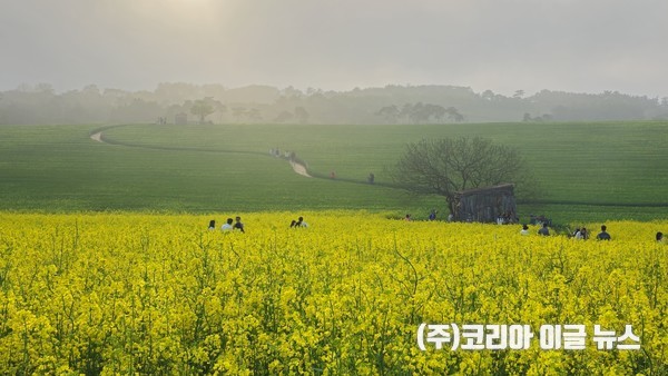 고창 유채꽃밭