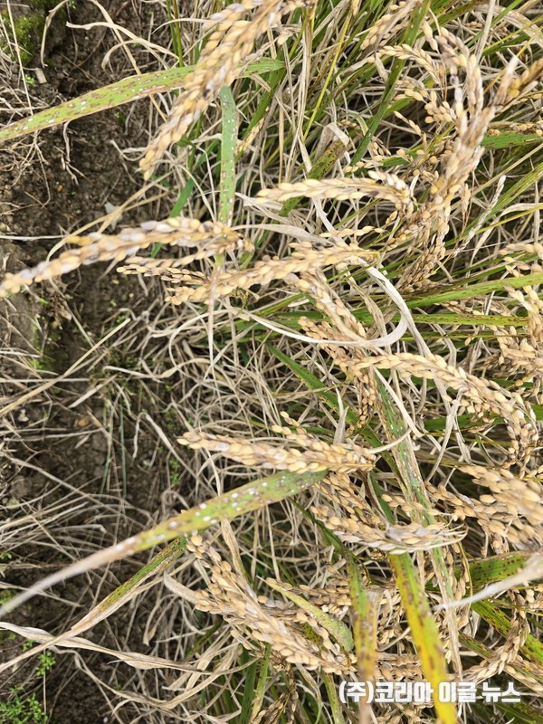 벼 깨씨무늬병 피해 사진 (제공=경상남도)