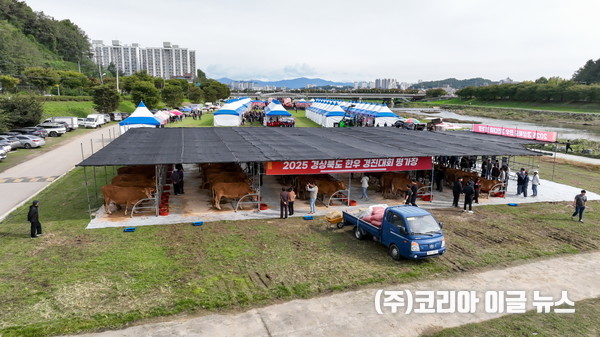 경북한우경진대회 경기장 전경  (사진/제공=영주시)