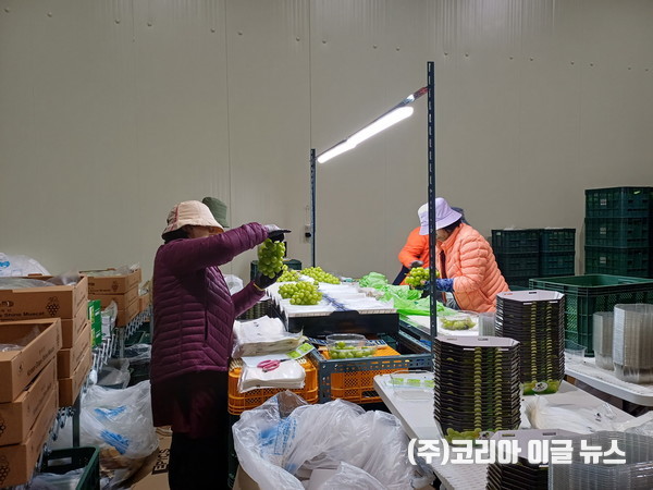 영주 샤인머스켓, 호주 선적을 위해 상품을 다듬고 있다.  (사진/제공=영주시)