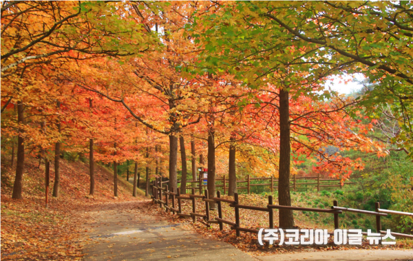  경상남도수목원 미국풍나무길 전경 (사진/제공=경상남도)