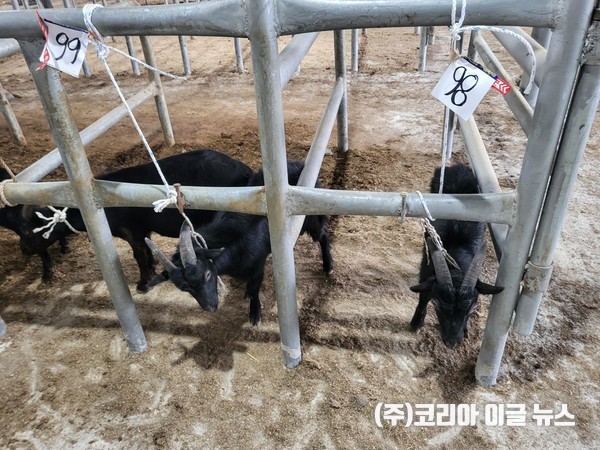 염소 사진 (제공=경상남도)