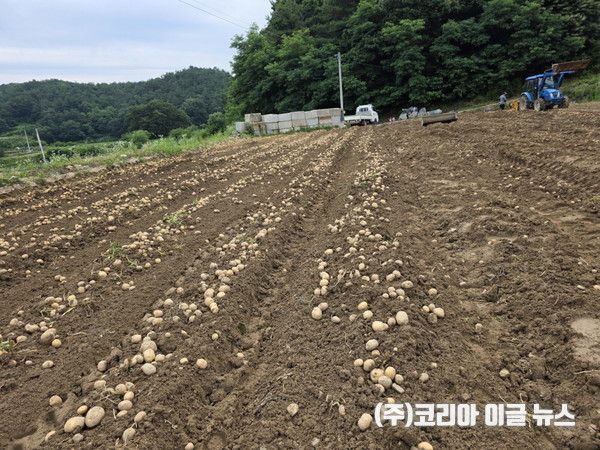 감자 밭 전경  (사진/제공=영주시)